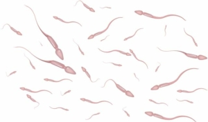 Sperm at large
