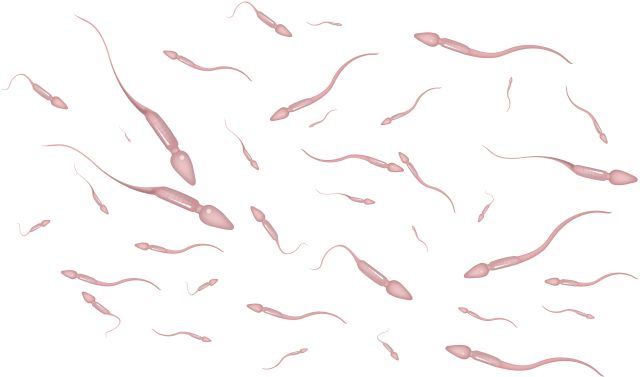 Sperm at large